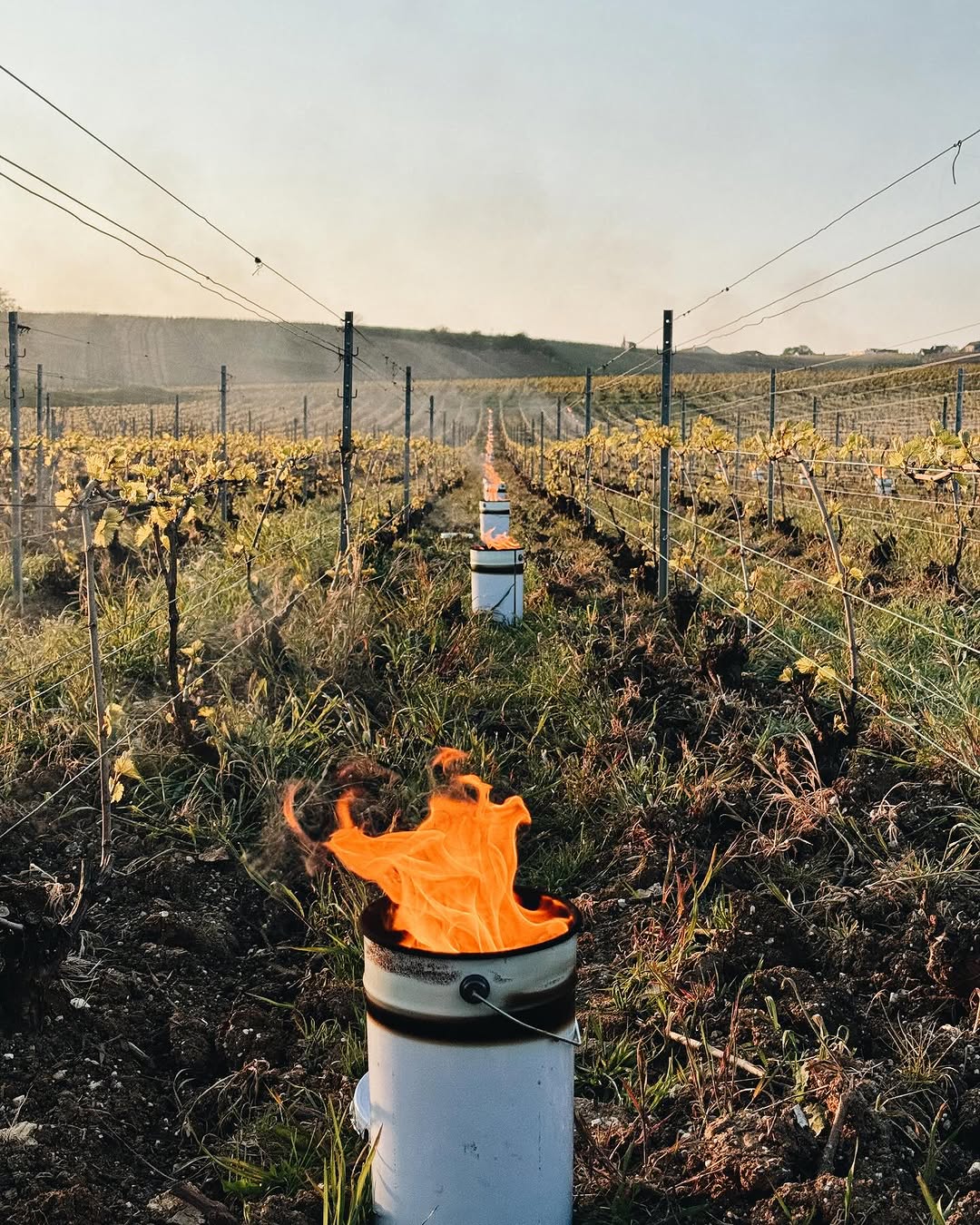 Champagne Hélène: Getting Serious about the Côtes des Blancs