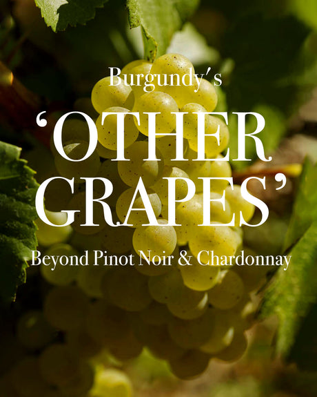 Burgundy's "Other" Grapes