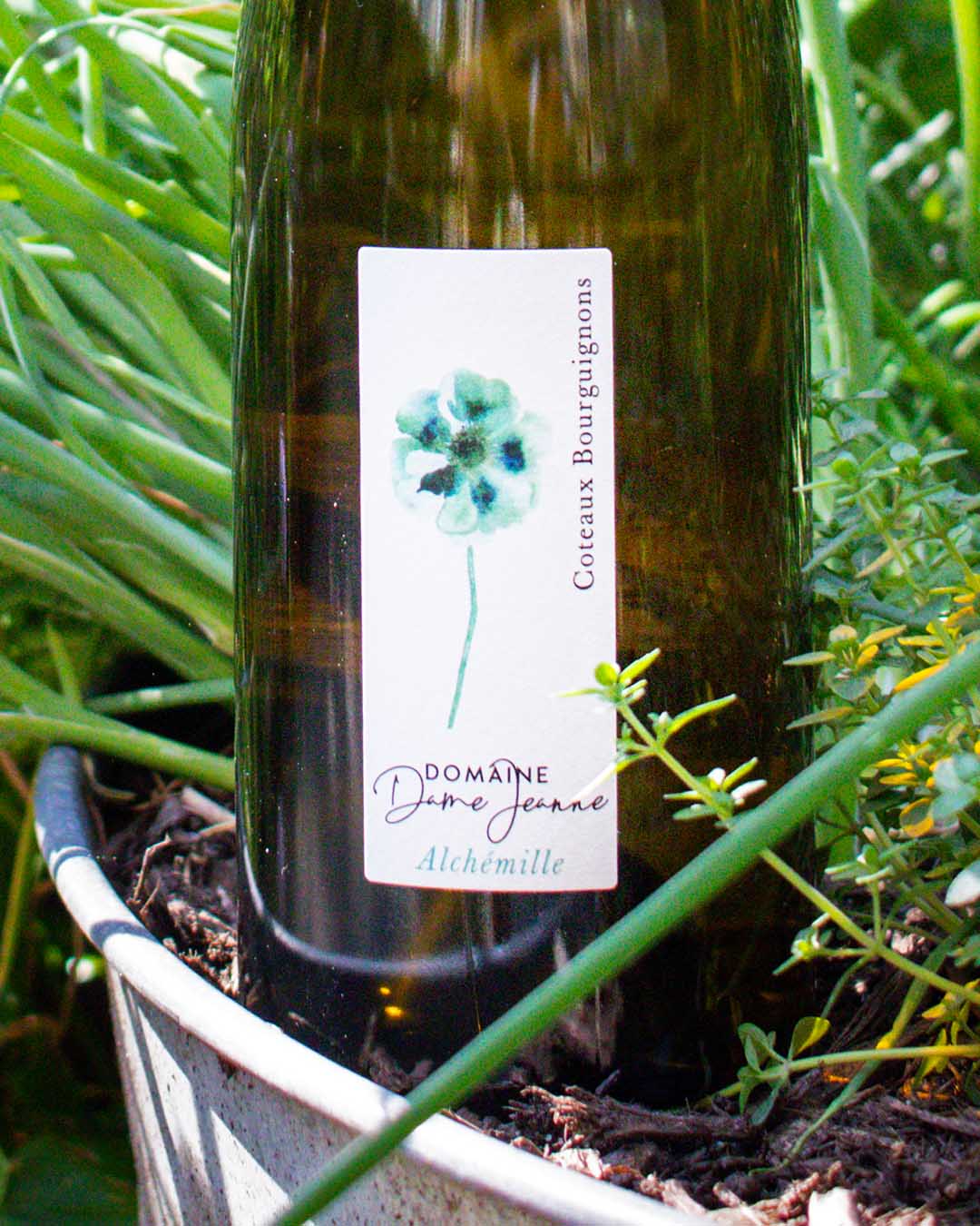 White Burgundy with Champagne Soul: Dame Jeanne Coteaux Bourguignons