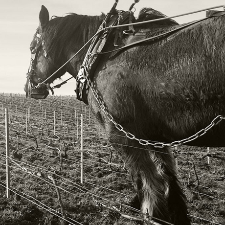 Pouillon Single Vineyards