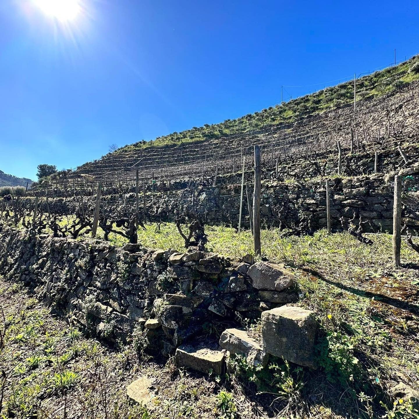 Picture-Perfect Terroir: Two Single-Vineyard Rossese from Liguria
