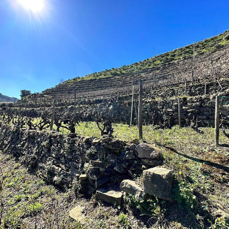 Picture-Perfect Terroir: Two Single-Vineyard Rossese from Liguria