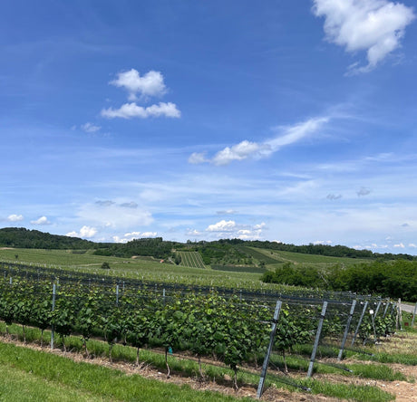 Middle Burgenland in Austria, where old vineyards have been planted along rolling hills and between cooling forests for millennia. Photo by Clara Dalzell