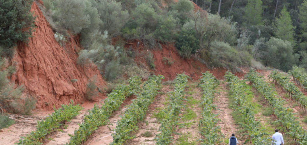 Elegant, Ethereal Garnacha from Terroir Sense Fronteres
