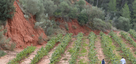 Elegant, Ethereal Garnacha from Terroir Sense Fronteres
