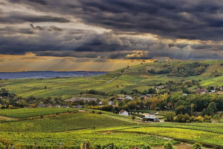Burgundian Influence in the Loire Valley: Pinot Noir from Alphonse Mellot