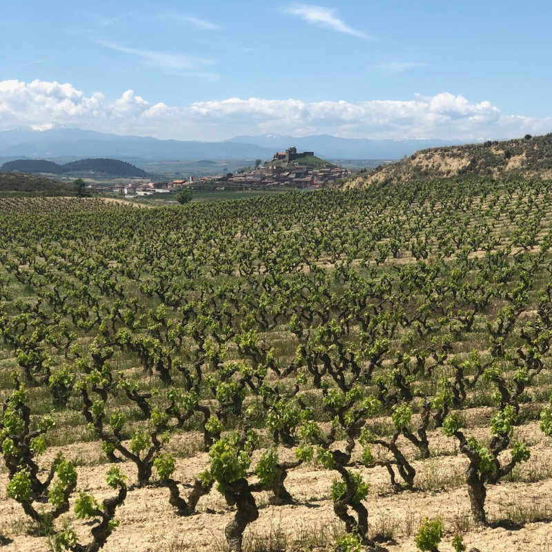 Three Vintages of Old School Rioja from Peciña