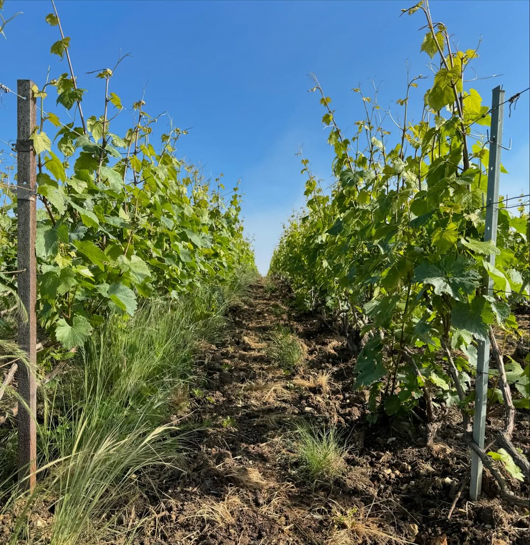 Champagne Hélène: Getting Serious about the Côtes des Blancs