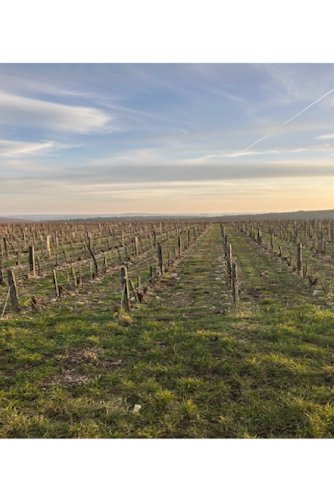 Bottle of Alphonse Mellot Sancerre Masterclass with Adrian Chalk, 11/4/2025 - Event - Flatiron Wines & Spirits - New York