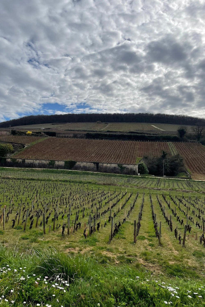 Bottle of Burgundy Night with Skurnik, 11/20/2025 - Event - Flatiron Wines & Spirits - New York