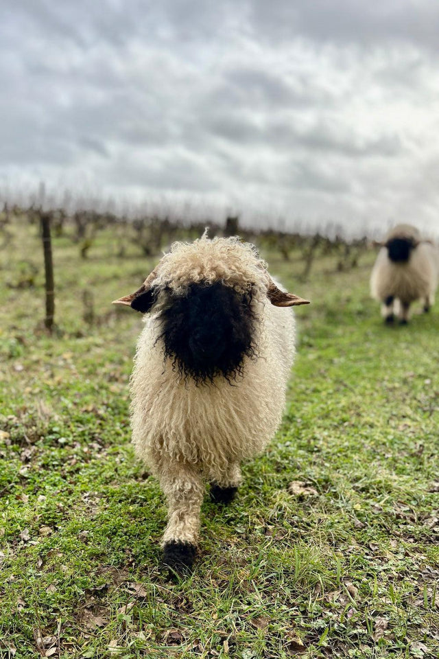 Bottle of Domaine Huet Masterclass with Sarah Hwang, 3/24/2026 - Event - Flatiron Wines & Spirits - New York