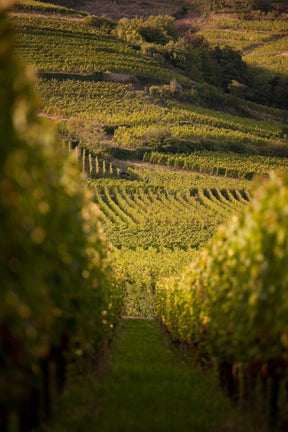 Bottle of Domaine Weinbach Alsace Masterclass, 4/21/2026 - Event - Flatiron Wines & Spirits - New York