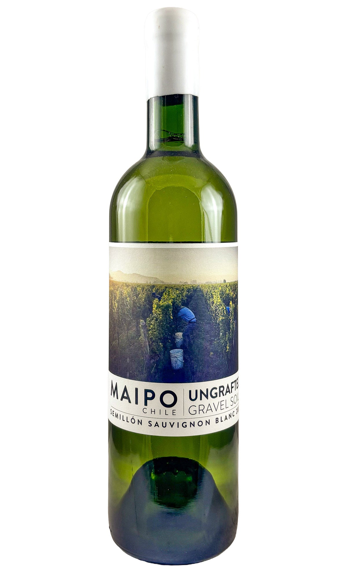 Bottle of Ungrafted, Semillon-Sauvignon Blanc Maipo Valley, 2025 - White Wine - Flatiron Wines & Spirits - New York