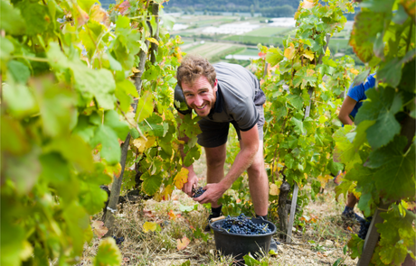 Xavier Gerard working in the vines